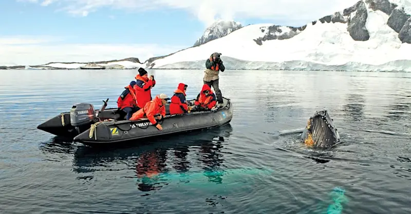 Guests in Zodiac photograph humpback whale, Yalour Islands, Antarctica.