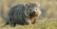 Wombat, Australia.