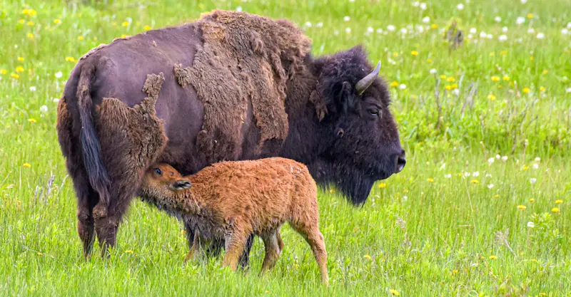 Bison mother and calf, Yellowstone National Park