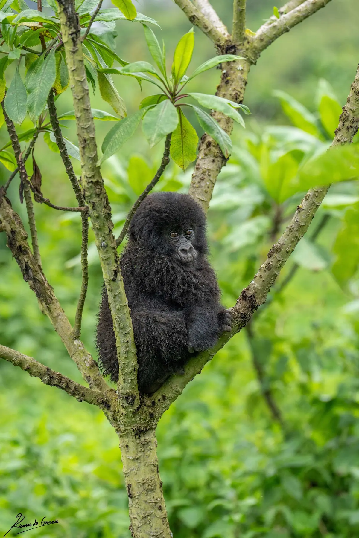 Mountain gorilla, Volcanoes National Park, Rwanda.