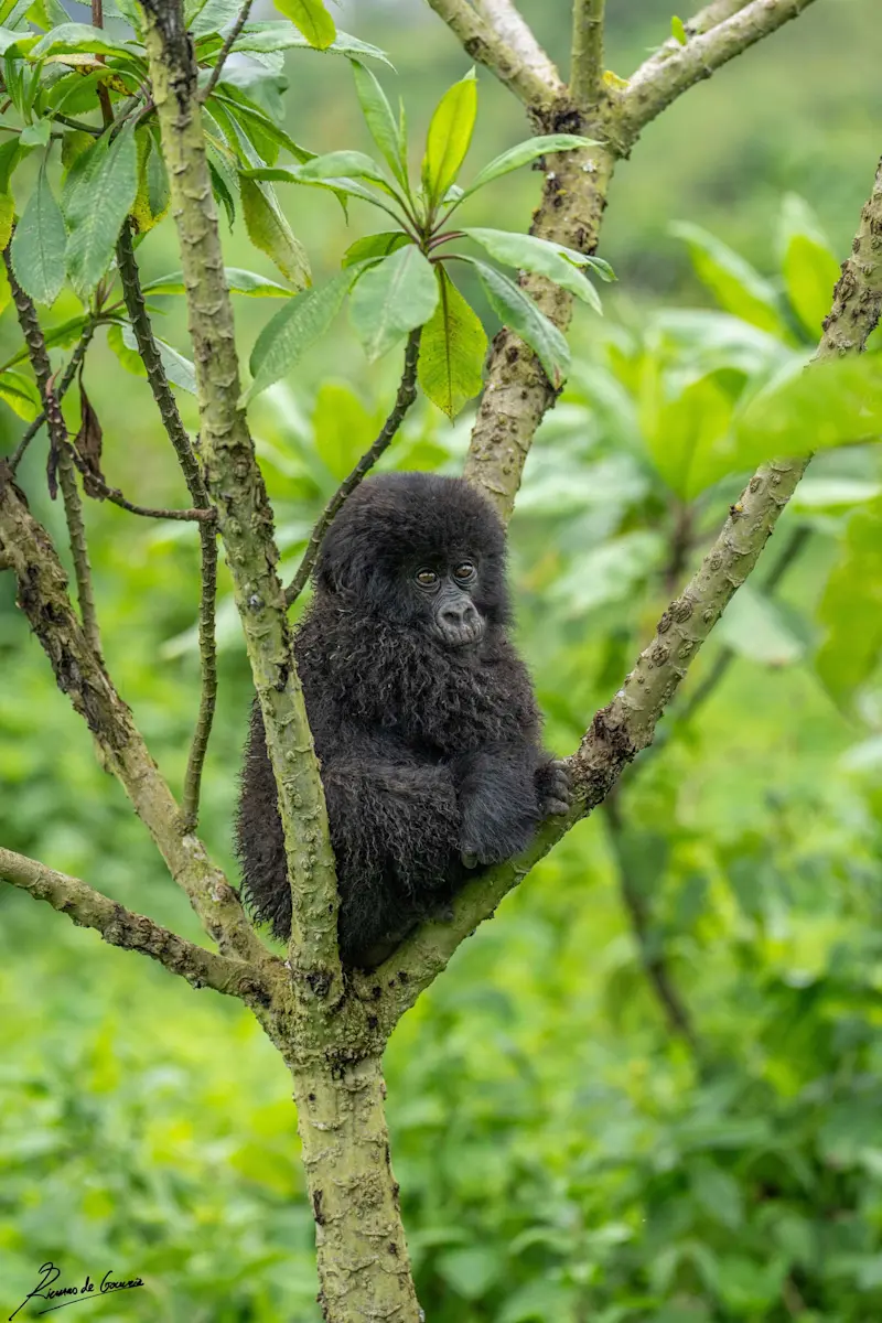 Mountain gorilla, Volcanoes National Park, Rwanda.