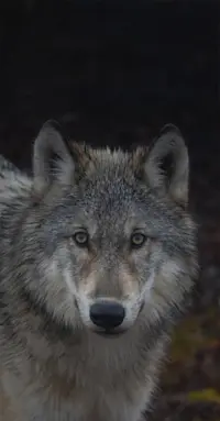 Slideshow Thumbnail 2 of 5