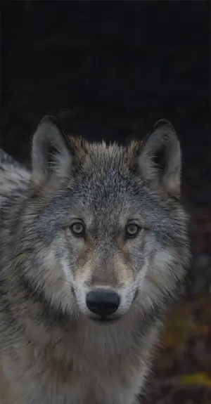 Slideshow Image Thumbnail 2 of 5