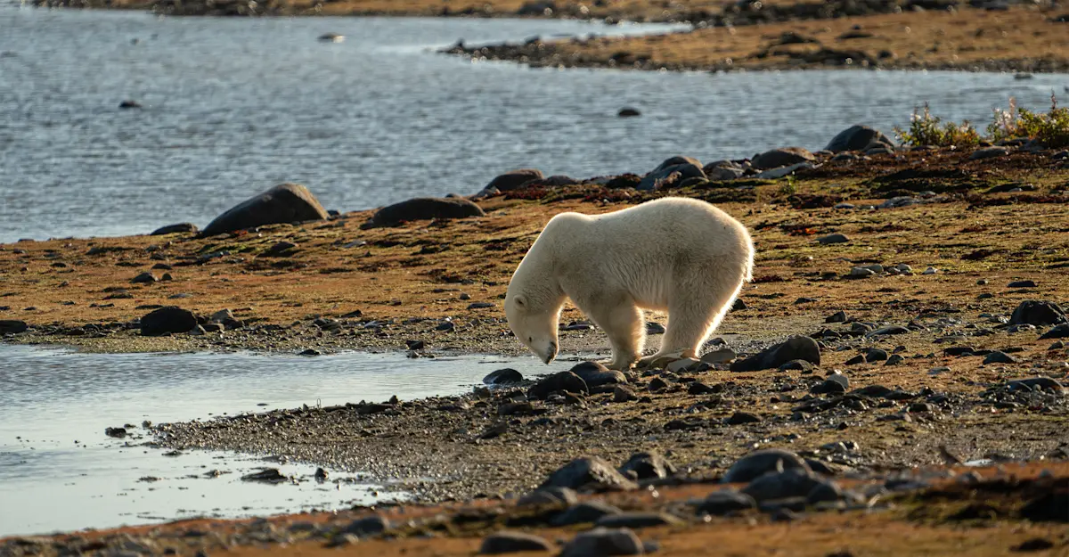 Polar bear, Hudson Bay, Churchill, Manitoba.