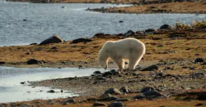 Polar bear, Hudson Bay, Churchill, Manitoba.