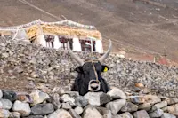 A friendly dzo in Ladakh, India.