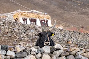 A friendly dzo in Ladakh, India.