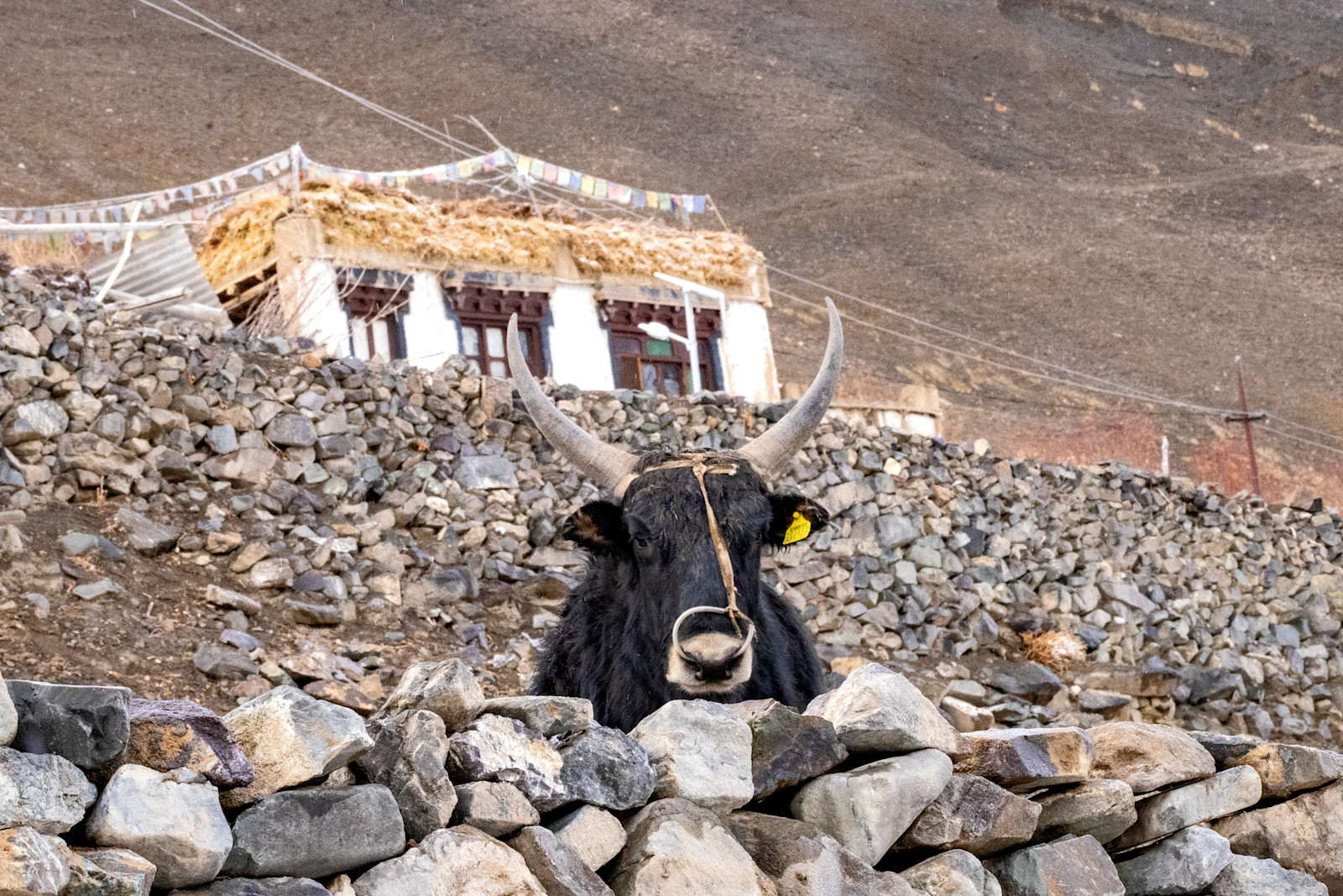 A friendly dzo in Ladakh, India.