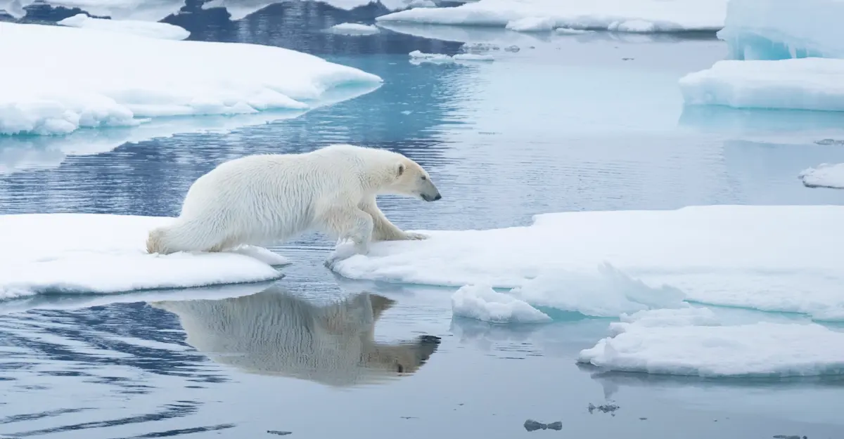 Polar bear navigating Arctic ice floes