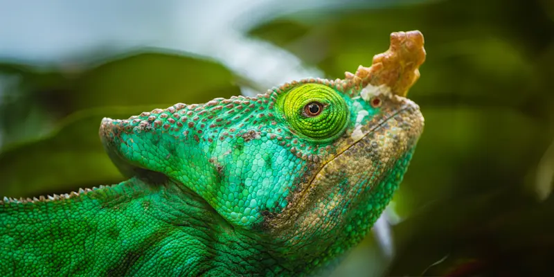 Rhinoceros Chameleon, Andasibe-Mantadia National Park, Madagascar, Africa.