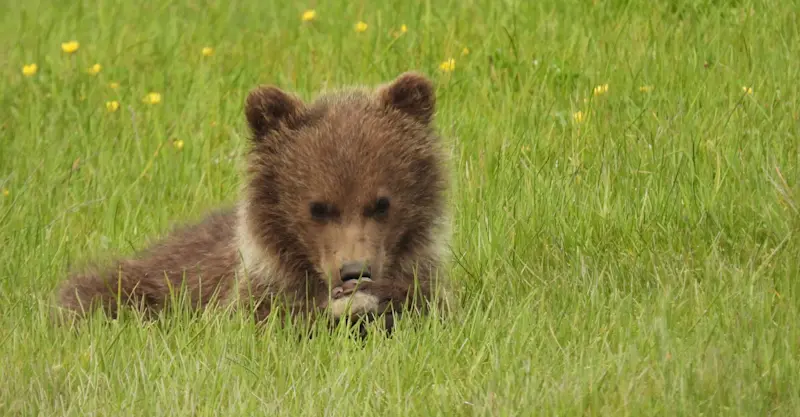 Viewing a sweet spring cub in Alaska.