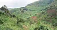 Tea plantation, Buhoma, Uganda.