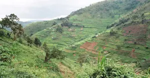 Tea plantation, Buhoma, Uganda.