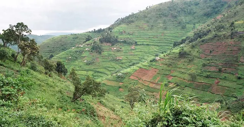 Tea plantation, Buhoma, Uganda.