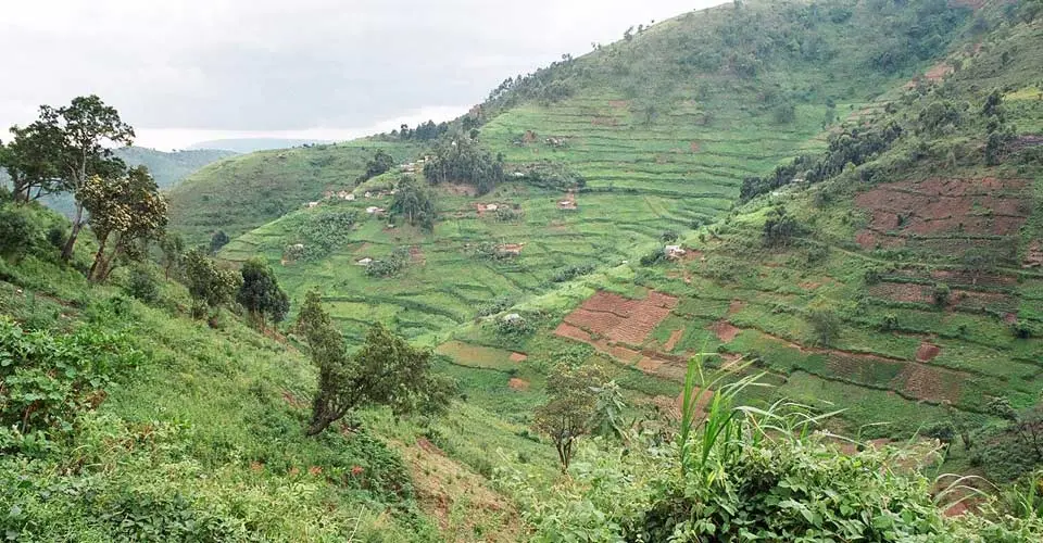 Tea plantation, Buhoma, Uganda.