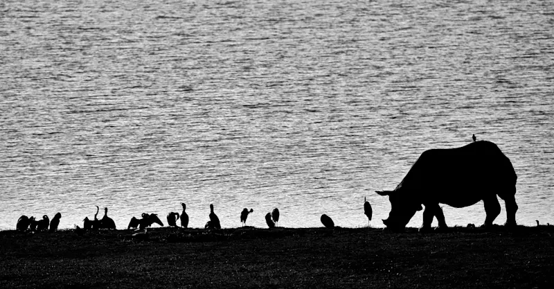 Greater one-horned rhino, Chitwan National Park, Nepal.