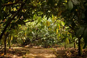 Cacao farm private tour, Costa Rica.