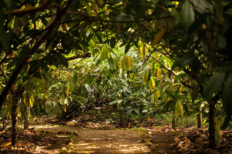 Cacao farm private tour, Costa Rica.