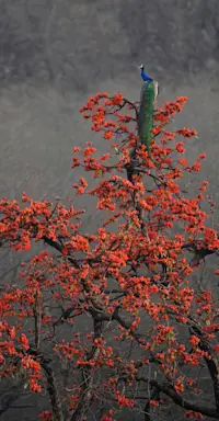 Peacock, Flowering Flame of the Forest