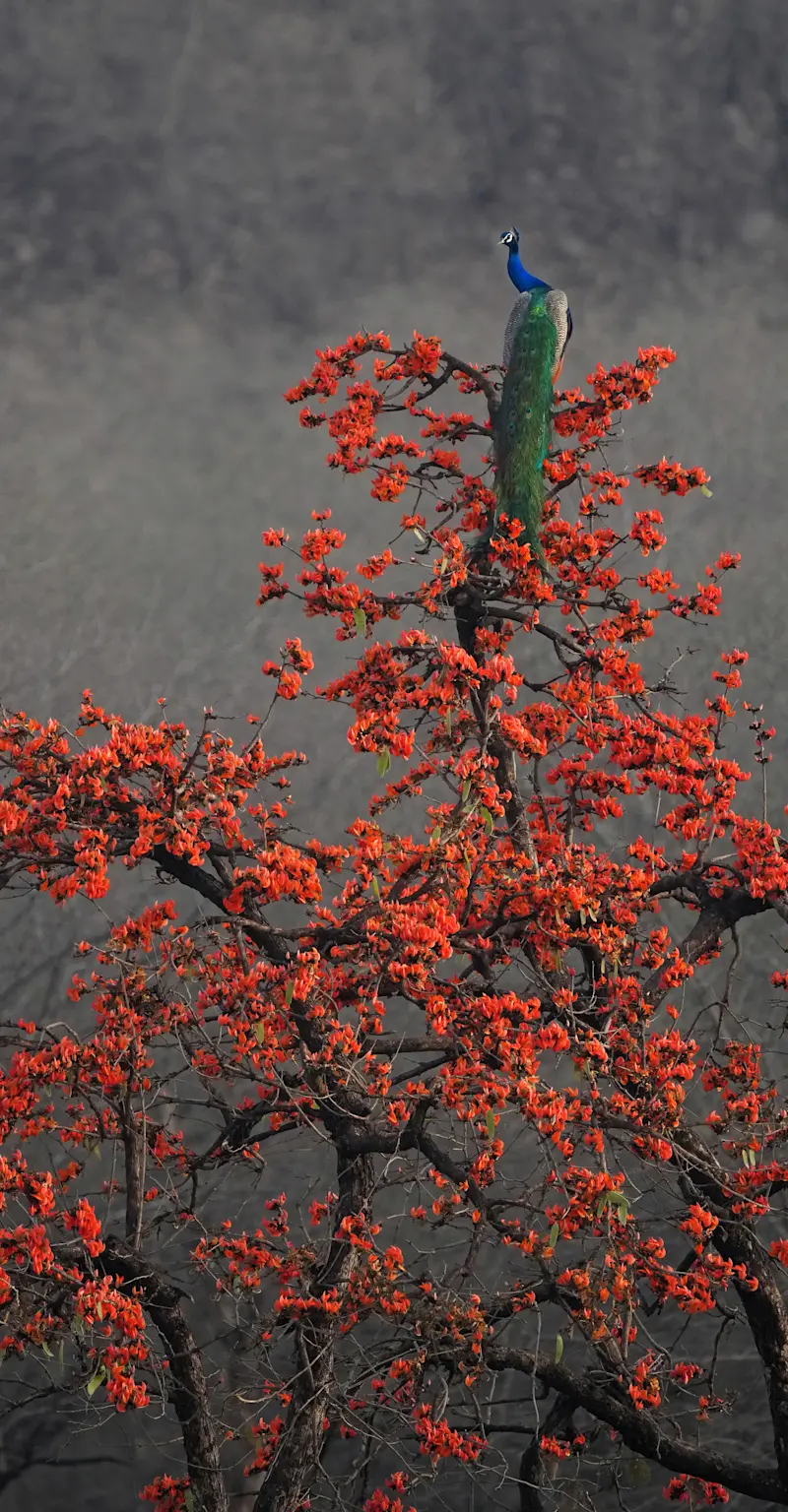 Peacock, Flowering Flame of the Forest