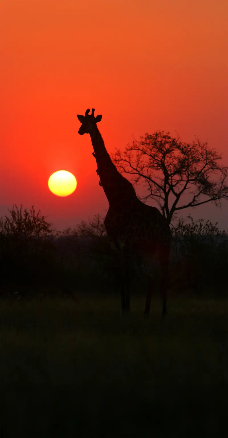 Giraffe, Okavango Delta, Botswana.