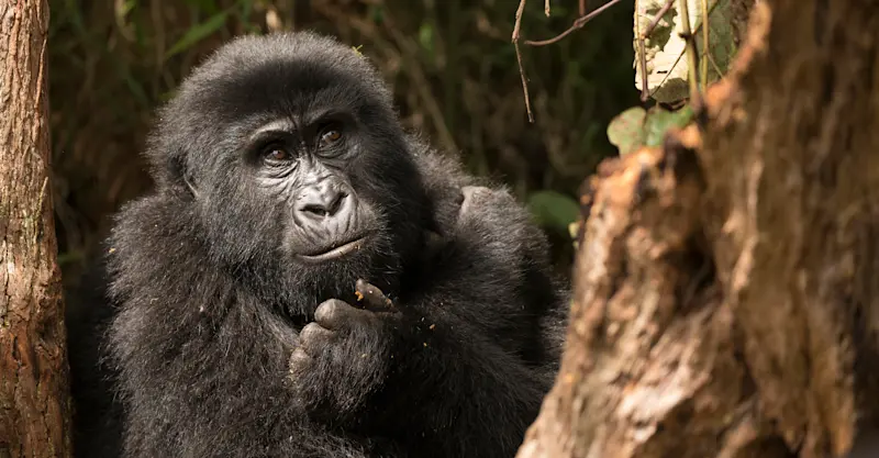 Mountain gorilla, Bwindi Impenetrable Forest National Park, Uganda.