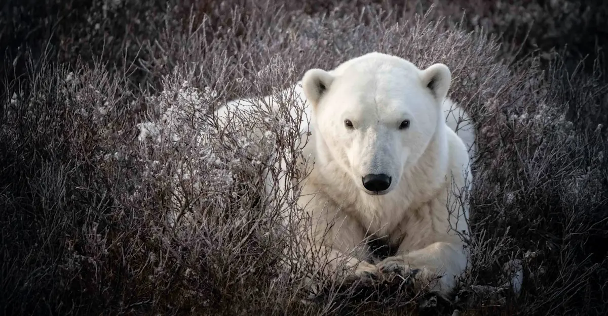 Polar bear, Churchill