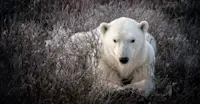 Polar bear, Churchill