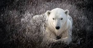 Polar bear, Churchill