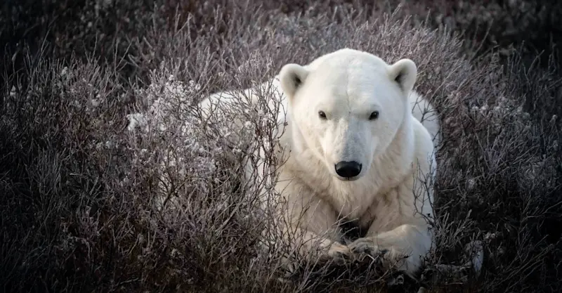 Polar bear, Churchill