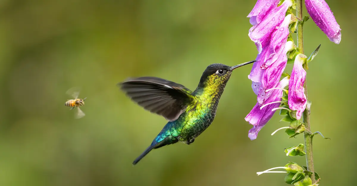 Bee and fiery-throated hummingbird, Monteverde Cloud Forest Reserve, Costa Rica.