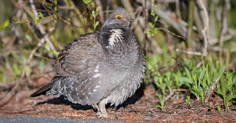Dusky Grouse