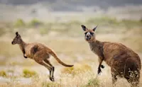 Kangaroo Island Kangaroos, Kangaroo Island, Australia.