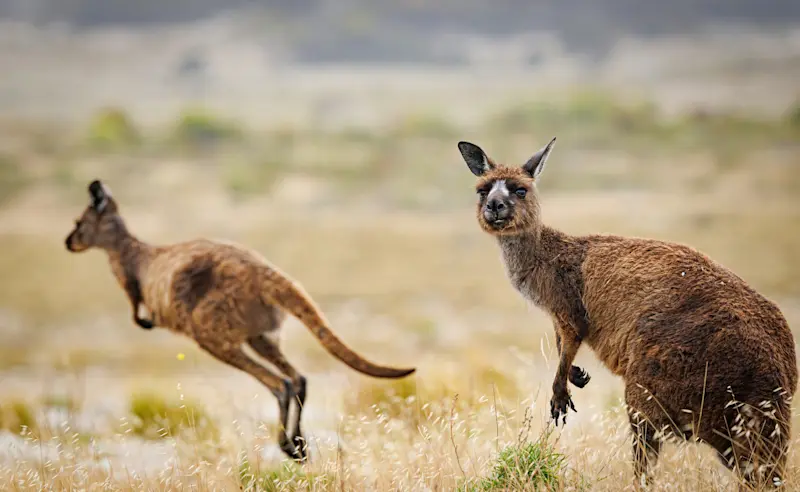 Kangaroo Island Kangaroos, Kangaroo Island, Australia.