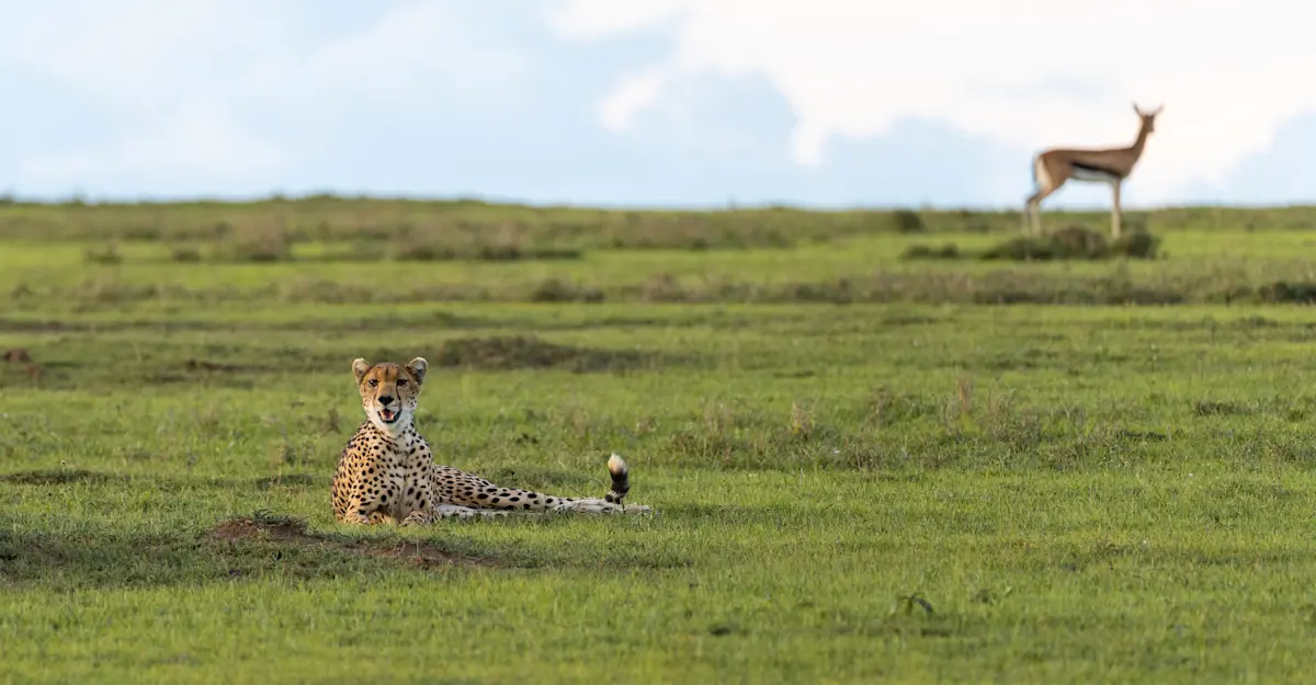 Cheetah, Kenya.