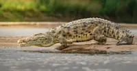 Crocodile, South Luangwa