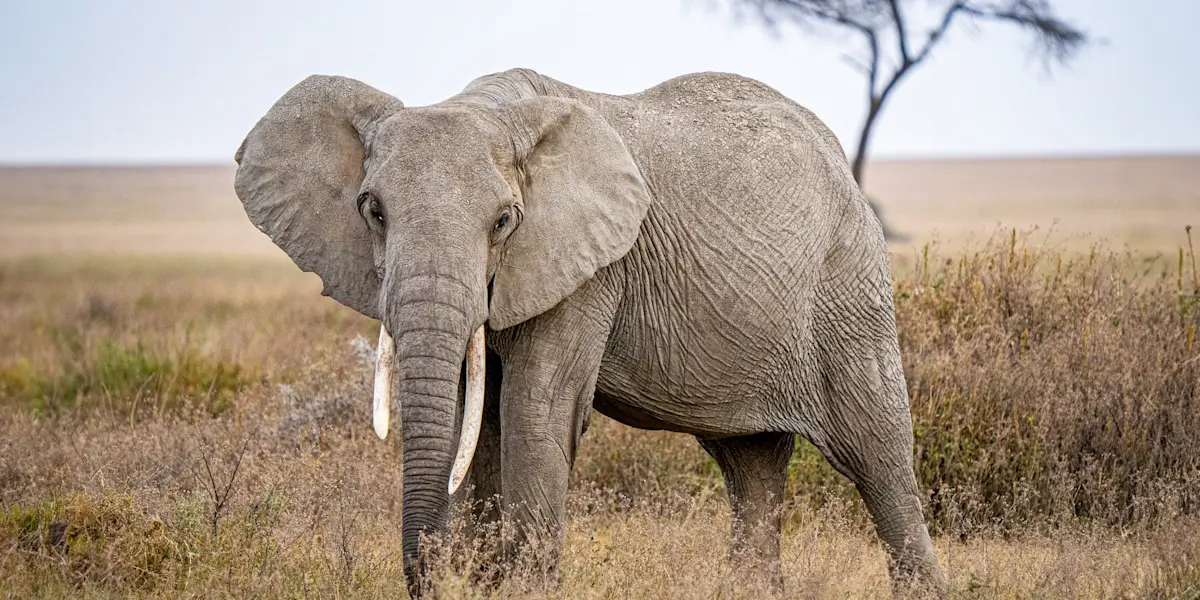 Elephant, Serengeti National Park, Tanzania.