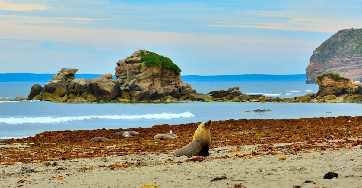 Steller sea lions, Seal Bay, Kangaroo Island, Australia.