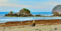 Australian sea lions, Seal Bay, Kangaroo Island, Australia.