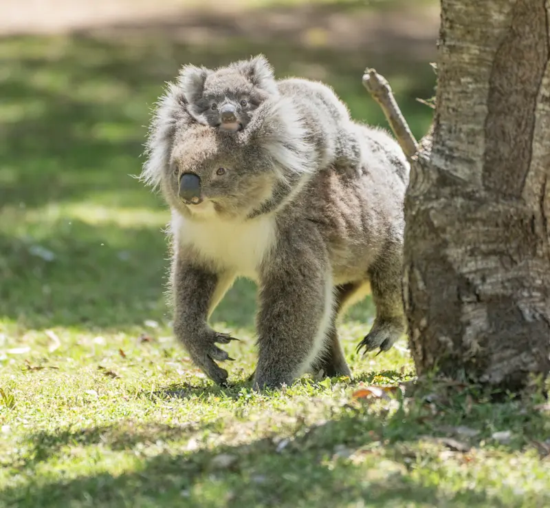 Observing a koala mother walking with her joey clinging close in Australia.