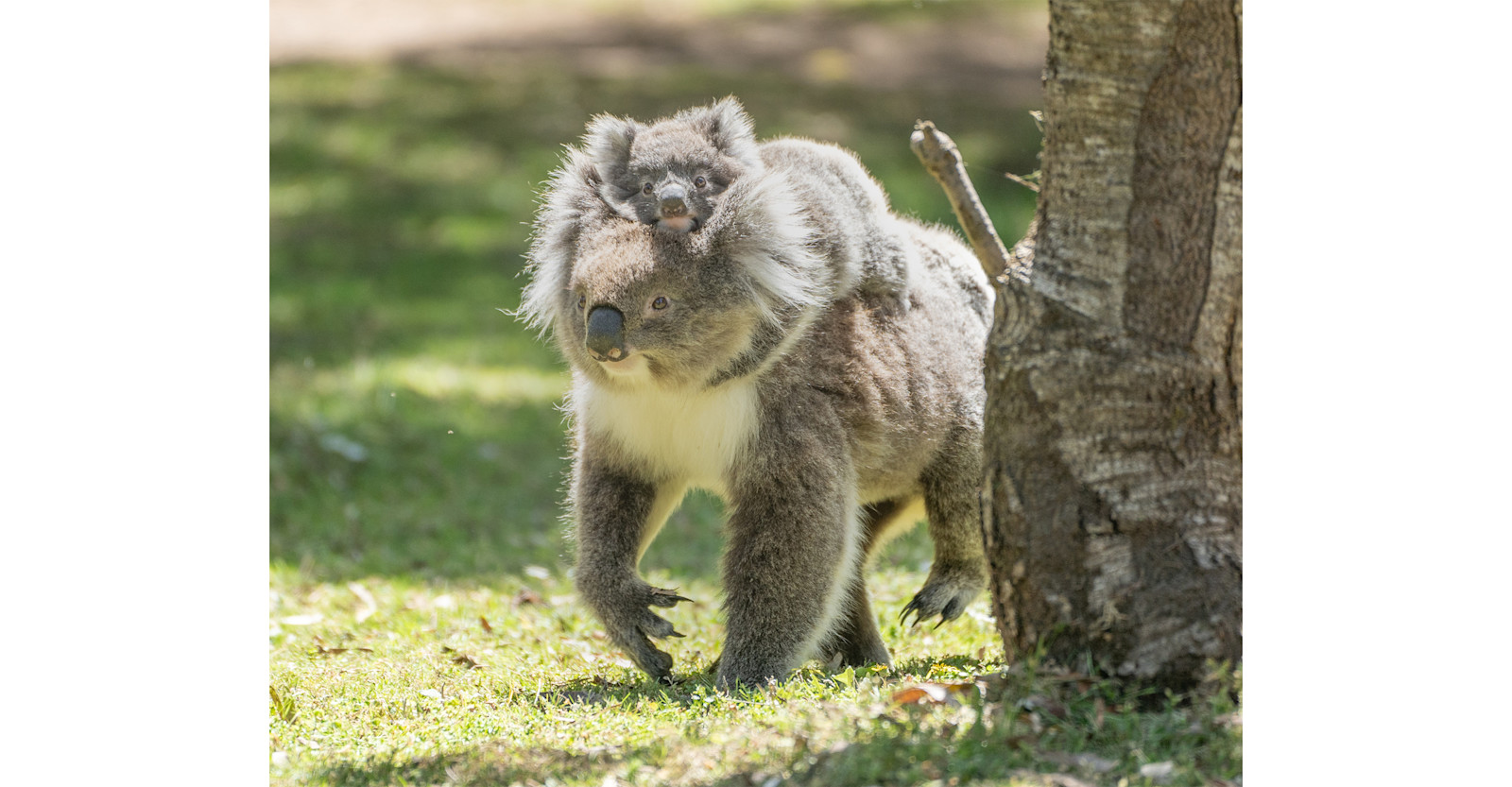 Koalas, Australia. 