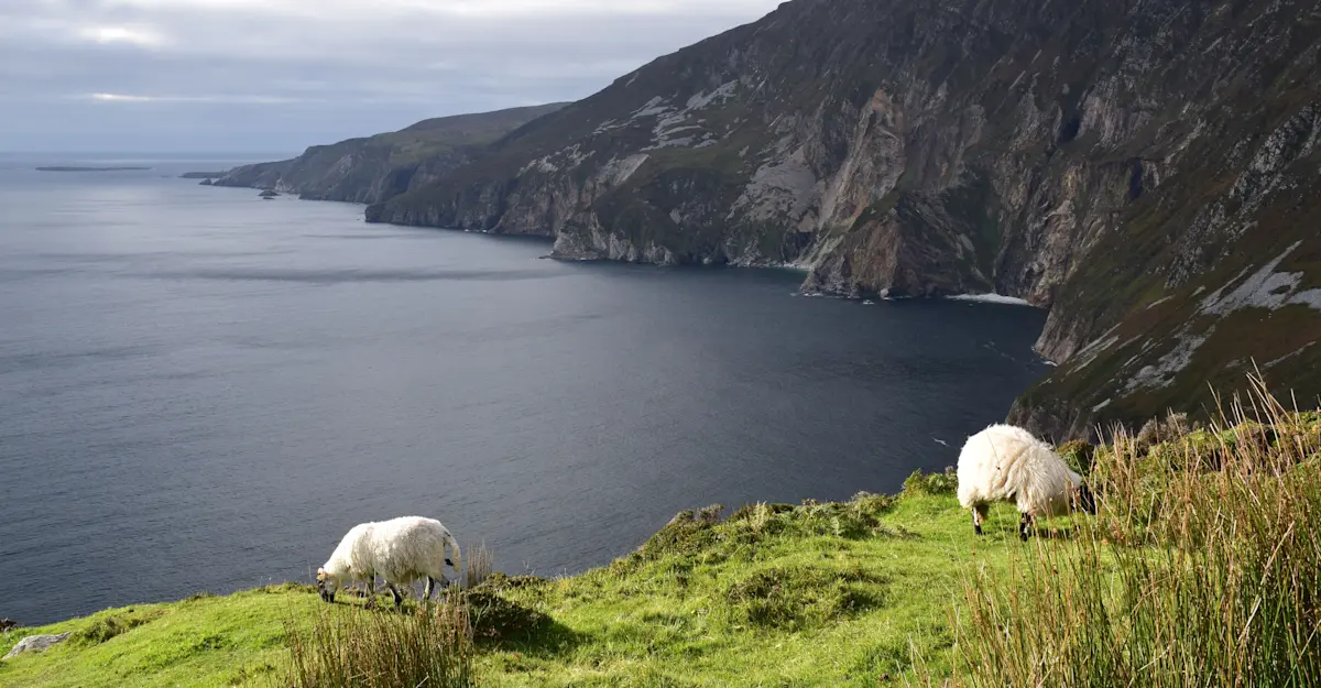 Sheep, Slieve League, Ireland.