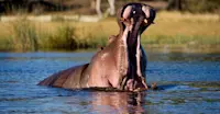 Hippo, Savuti Channel, Botswana.