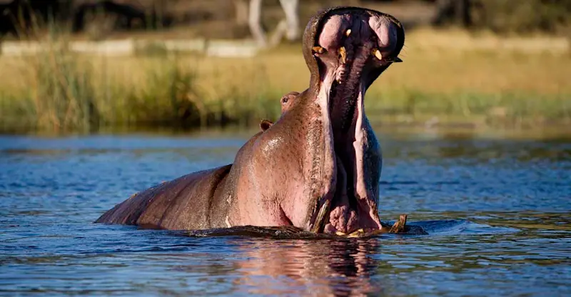 Hippo, Savuti Channel, Botswana.