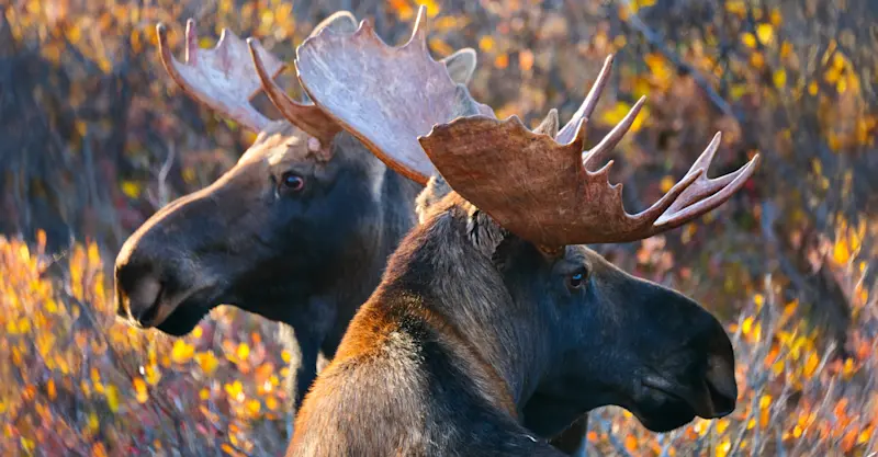 Moose, Alaska