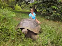 Sitting behind (not touching!) a giant tortoise in Santa Cruz, Galapagos.