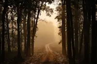 Kanha National Park, India.