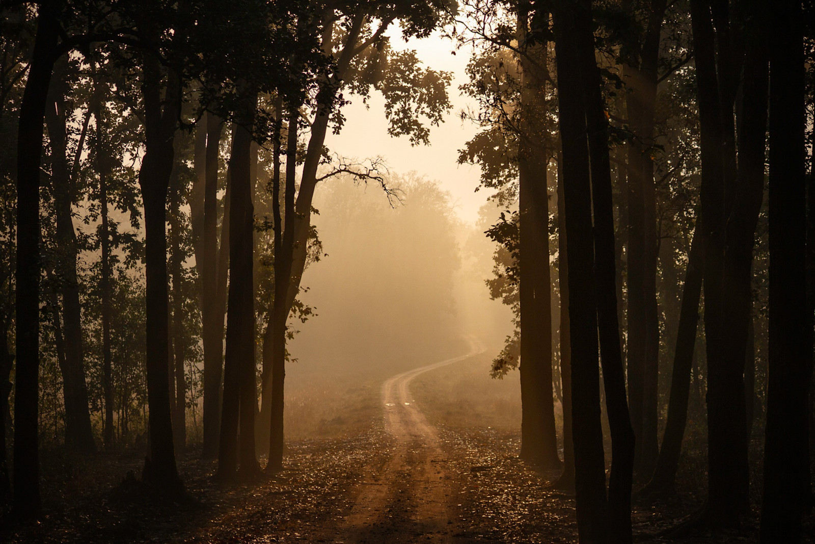 Kanha National Park, India.