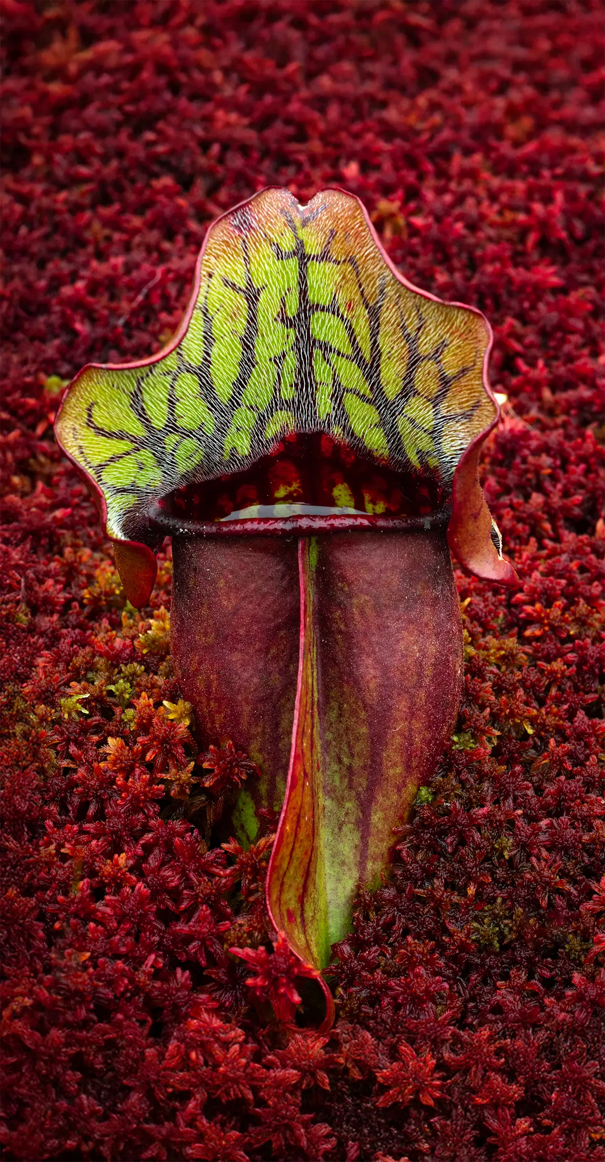 Northern Peatlands