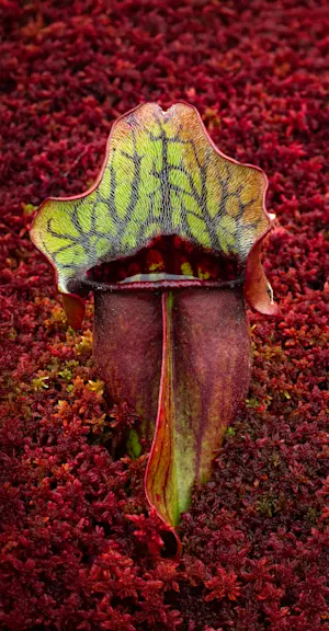 Northern Peatlands